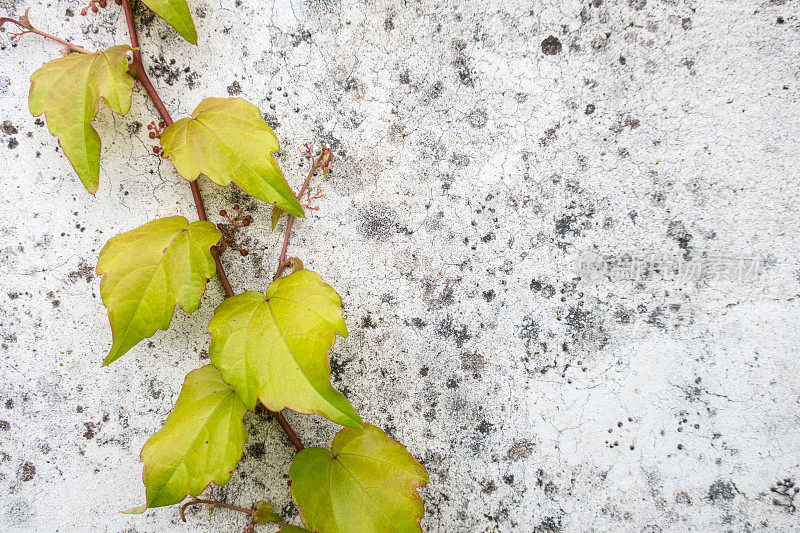 五彩缤纷的常春藤Hedera植物(Parthenocissus Tricuspidata)在秋天的房子正面